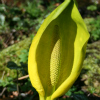 Lysichiton americanum - abriachan nurseries